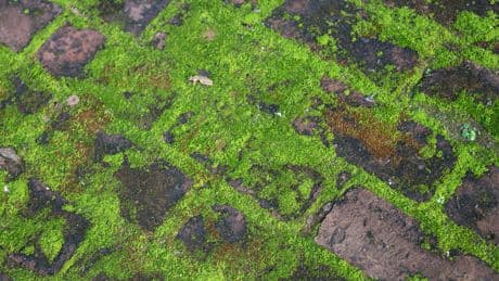 Grünbelag entfernen: Zwei Mittel helfen effektiv gegen Moos