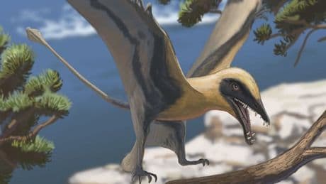 Parkbesucher finden Zähne eines in Deutschland unbekannten Dinosauriers