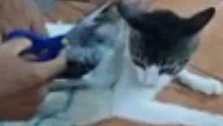 'Drug-smuggling cat' caught trying to sneak into prison with heroin strapped to back