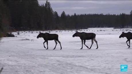 The Great Moose Migration: National hit for Sweden's slow TV sensation