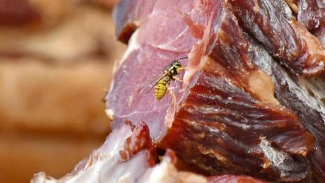 Avispas en la comida: esto es lo que hay que hacer para librarse de ellas en España