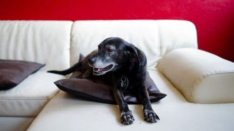 TV für Hunde? - Was Vierbeiner vor dem Bildschirm erleben