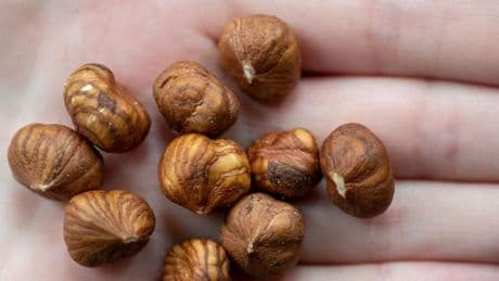 Ernährung: Haselnüsse werden teurer, auch wegen des Klimawandels