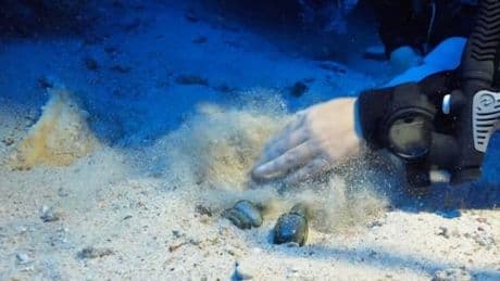 Kaş açıklarındaki batıkta 1100 yıllık cam koku şişeleri bulundu