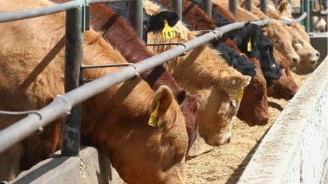 Beef prices rising while pork prices drop: Statistics Canada report