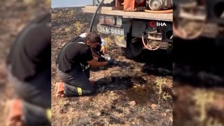 Yangından etkilenen kirpiye elleriyle su verdiler