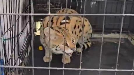 'Exotic cat smuggling ring' uncovered by police