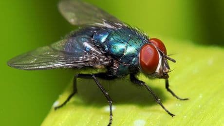 Irritating reason summer flies circle your living room and won't leave through open window