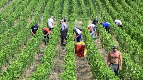 « C’est une trahison, comme découvrir que votre mari vous trompe » : l’invraisemblable scandale qui secoue le monde du champagne