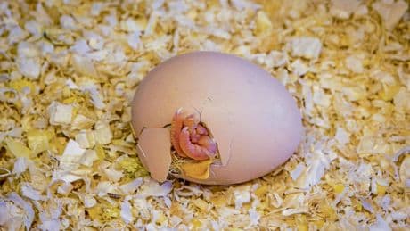 Bayerischer Rundfunk | Podcast »Wild Wild Web«: Licht im Ei