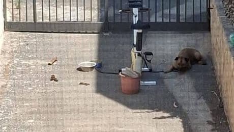 Va in vacanza e lascia il cane legato in cortile: morto per un colpo di calore