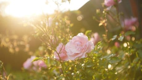 Typische Fehler vermeiden: So oft sollten Sie Ihre Rosen wirklich gießen