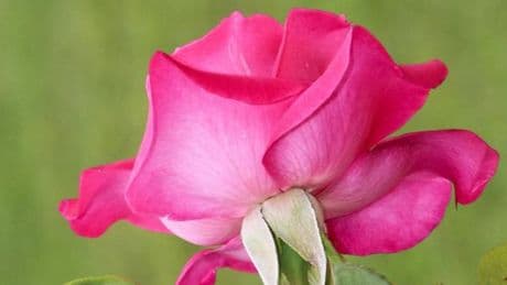 Comment la rose sculpte sa gracile corolle