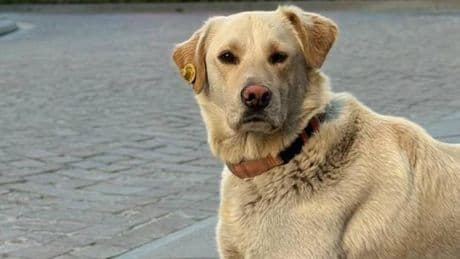 İstanbul'daki banka şubesinde ilginç olay: Karşılarında köpeği görünce şaşkına döndüler