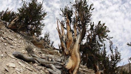 This California forest has a tree that’s nearly 5,000 years old. But its location is a closely guarded secret