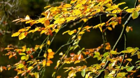 Réchauffement climatique : 3 questions pour comprendre pourquoi les arbres perdent leurs feuilles en été