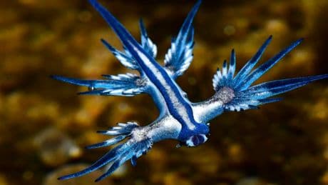 Alerta en Cádiz por la llegada del dragón azul a sus playas