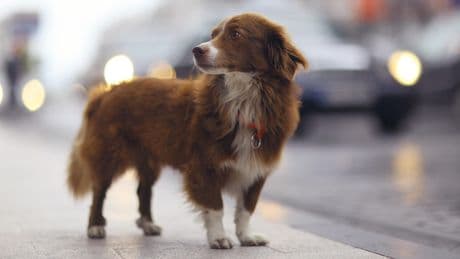 Pourquoi votre chat ou chien risque-t-il de fuguer ce 14 juillet ?