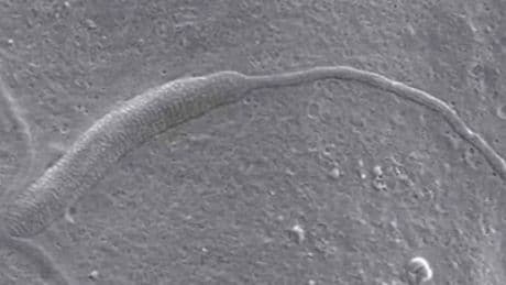 Antarktika'da 50 milyon yaşında sperm bulundu
