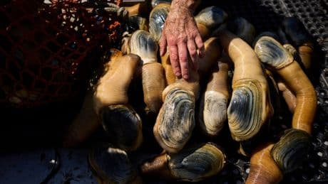 How a Chinese delicacy got caught in the crossfire of Trump's trade war
