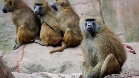 Aus Platzmangel: Tiergarten Nürnberg bereitet Pavian-Tötung vor