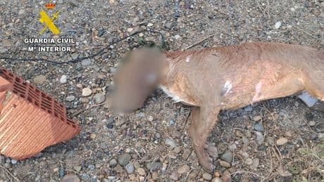 Investigada una mujer por matar a su perro hundiéndolo en el Canal Imperial en Zaragoza
