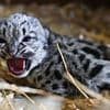 What a lovely Little Lady! Kent animal sanctuary announces birth of sweet snow leopard cub