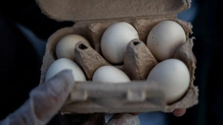Pour éviter une pénurie, la Suisse va faciliter l'importation de 10.000 tonnes supplémentaires d’œufs