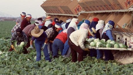 Deportations: Who’s Picking The Lettuce And Cutting Up Steaks?