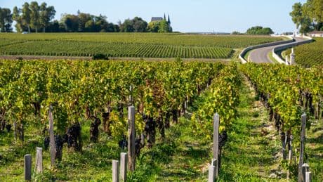 Droits de douane à 30% : une «catastrophe» pour la viticulture française