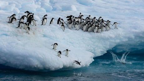 Why Science, Not Shortcuts, Must Lead The Fight For Antarctica