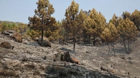 El autor del incendio de Ávila en el que murió un bombero lo habría provocado por interés laboral al trabajar en extinción