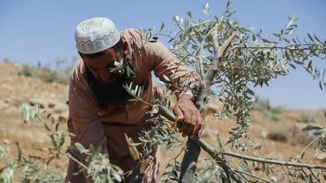 En Cisjordanie, la résistance à la colonisation passe aussi par l'agriculture
