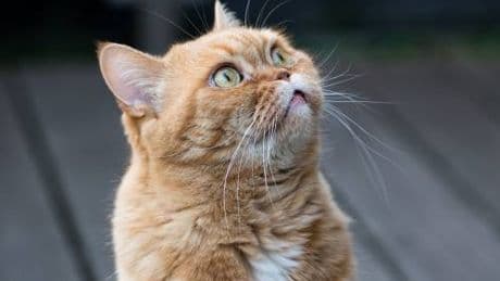 Perché i gatti rossi femmina sono (quasi) introvabili: la scoperta degli scienziati