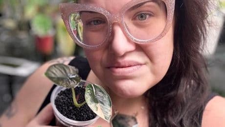 Houseplant Sells For $10K On Palmstreet App, Breaking Record
