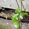 Horror as monitor lizard is found devouring a newborn baby in Thailand