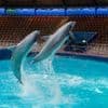 Dolfinarium zit klem: het wil dolfijnen kwijt aan China, maar heeft nog geen toestemming