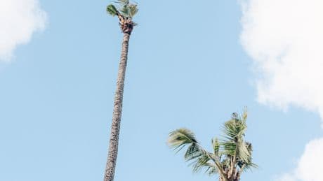 The Fight to Save Hawaii’s Coconut Palms