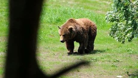 G7 au Canada: dispositif de sécurité XXL pour protéger les dirigeants... Des ours