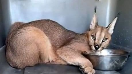 Trasladan a un caracal a un centro de rescate tras 16 días vagando por zonas de Cádiz