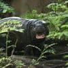 Kleines Abschiedsprogramm für Fans: Berliner Mini-Hippo Toni zieht in einigen Tagen nach Frankreich