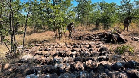 Afrique du Sud: empoisonnement massif de vautours dans le parc Kruger