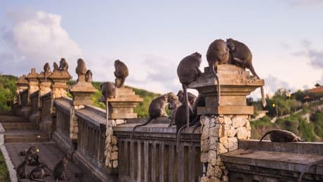 Dans ce temple de Bali, attention aux singes voleurs de téléphones