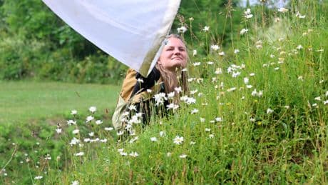 Utrechtse waterlinieforten ingericht als echt bijenparadijs: ’Naar de kroeg, seks en dan sterven’