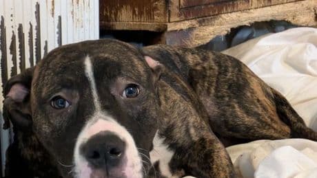 Injured hedgehog, underweight snake and several dogs found in horrific conditions