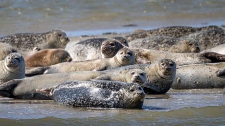 Mann scheucht für besondere Fotos 20 Seehunde auf