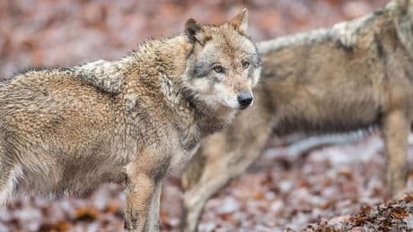 Von „streng geschützt“ auf „geschützt“: EU-Parlament will Schutz des Wolfs in Eilverfahren lockern