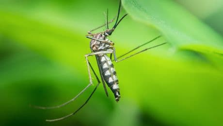 Moustique-tigre : avec le réchauffement, les cas de chikungunya explosent en métropole