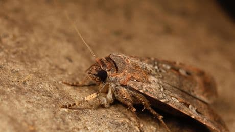 How migrating Australian moths find caves hundreds of miles away