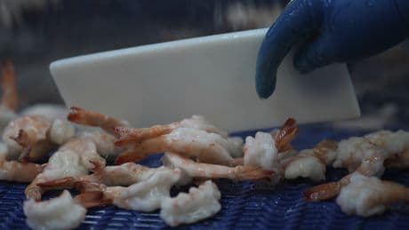 Worried about radioactive shrimp? CFIA says no sign they were sold here